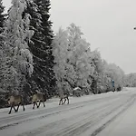 Arctic Forest Hide - Nature, Sauna & Silence *