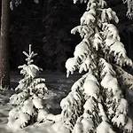 Arctic Forest Hide - Nature, Sauna & Silence * Rovaniemi