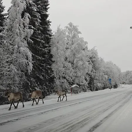 Arctic Forest Hide - Nature, Sauna & Silence *