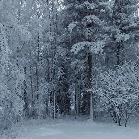Arctic Forest Hide - Nature, Sauna & Silence בית נופש