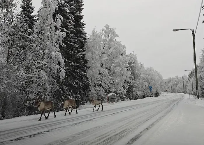 Arctic Forest Hide - Nature, Sauna & Silence *